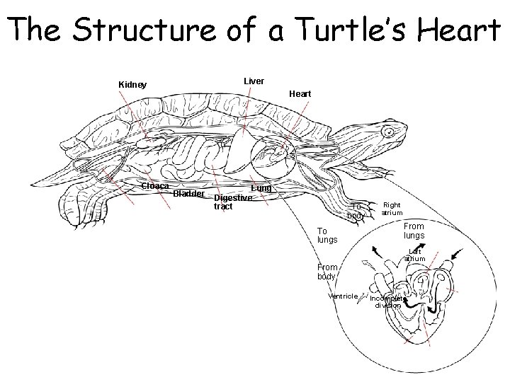 The Structure of a Turtle’s Heart Section 31 -1 Liver Kidney Heart Cloaca Bladder