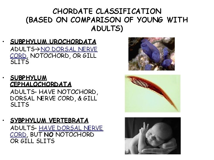 CHORDATE CLASSIFICATION (BASED ON COMPARISON OF YOUNG WITH ADULTS) • SUBPHYLUM UROCHORDATA ADULTS NO