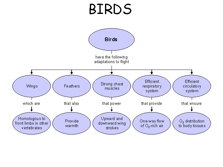 BIRDS Section 31 -2 Birds have the following adaptations to flight Wings Feathers Strong