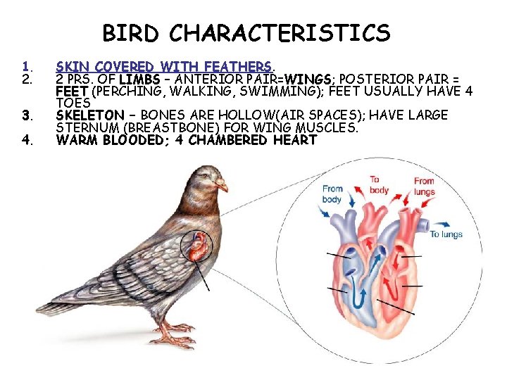 BIRD CHARACTERISTICS 1. 2. 3. 4. SKIN COVERED WITH FEATHERS. 2 PRS. OF LIMBS