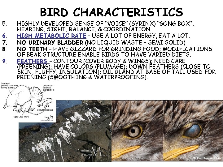 BIRD CHARACTERISTICS 5. 6. 7. 8. 9. HIGHLY DEVELOPED SENSE OF “VOICE” (SYRINX) “SONG