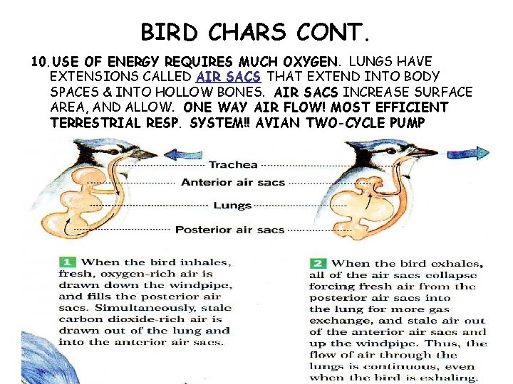 BIRD CHARS CONT. 10. USE OF ENERGY REQUIRES MUCH OXYGEN. LUNGS HAVE EXTENSIONS CALLED