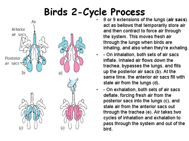 Birds 2 -Cycle Process • • • 8 or 9 extensions of the lungs