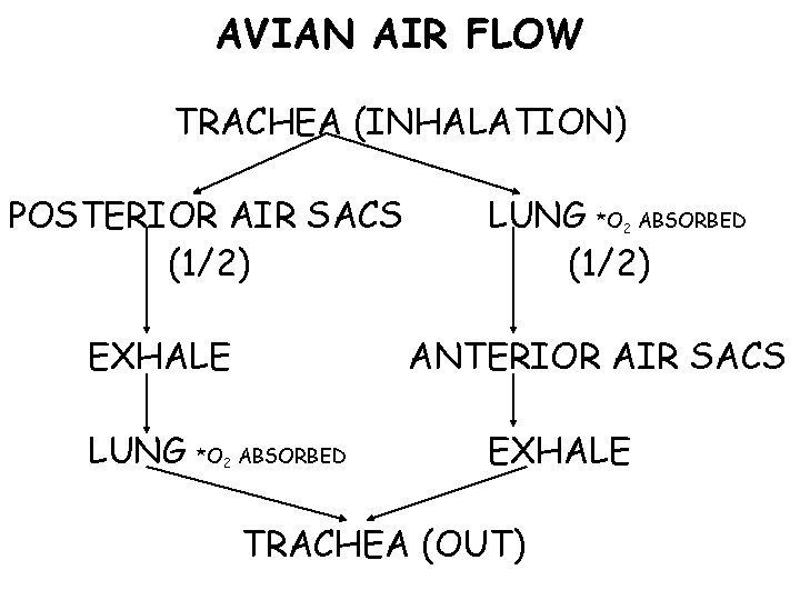 AVIAN AIR FLOW TRACHEA (INHALATION) POSTERIOR AIR SACS (1/2) EXHALE LUNG *O ABSORBED (1/2)