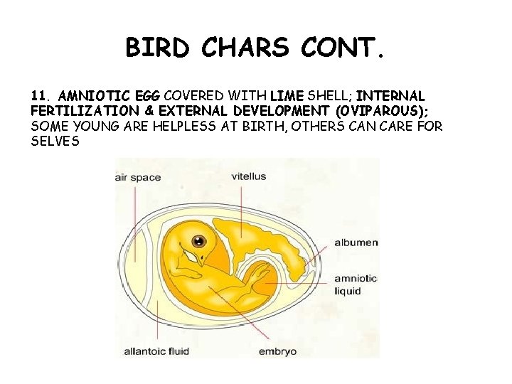 BIRD CHARS CONT. 11. AMNIOTIC EGG COVERED WITH LIME SHELL; INTERNAL FERTILIZATION & EXTERNAL
