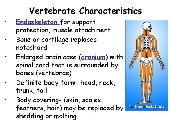Vertebrate Characteristics • • • Endoskeleton for support, protection, muscle attachment Bone or cartilage