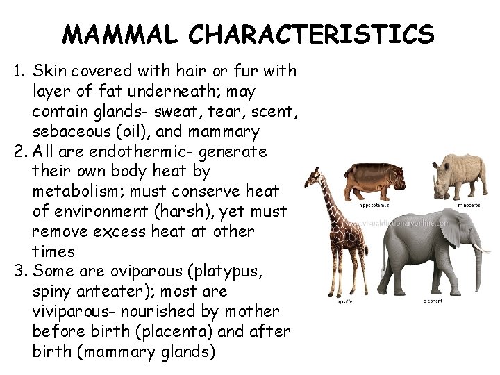 MAMMAL CHARACTERISTICS 1. Skin covered with hair or fur with layer of fat underneath;