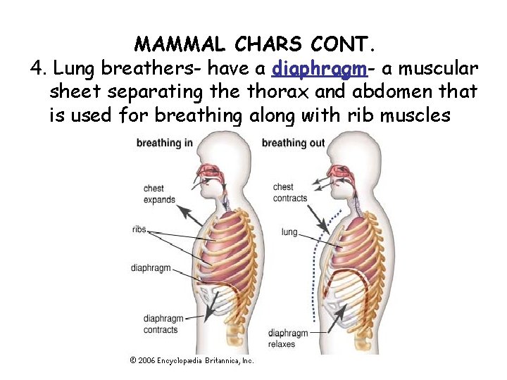 MAMMAL CHARS CONT. 4. Lung breathers- have a diaphragm- a muscular sheet separating the
