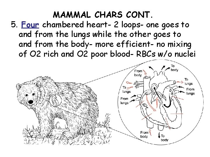 MAMMAL CHARS CONT. 5. Four chambered heart- 2 loops- one goes to and from