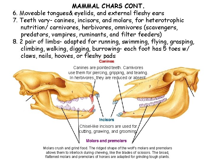 MAMMAL CHARS CONT. 6. Moveable tongues& eyelids, and external fleshy ears 7. Teeth vary-