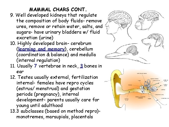 MAMMAL CHARS CONT. 9. Well developed kidneys that regulate the composition of body fluids-