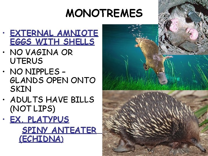 MONOTREMES • EXTERNAL AMNIOTE EGGS WITH SHELLS • NO VAGINA OR UTERUS • NO