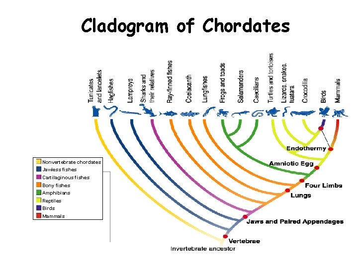 Section 33 -1 Cladogram of Chordates Nonvertebrate chordates Jawless fishes Cartilaginous fishes Bony fishes