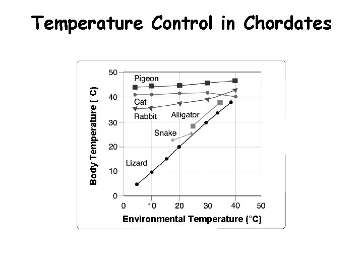 Temperature Control in Chordates Body Temperature (°C) Section 33 -2 Environmental Temperature (°C) 