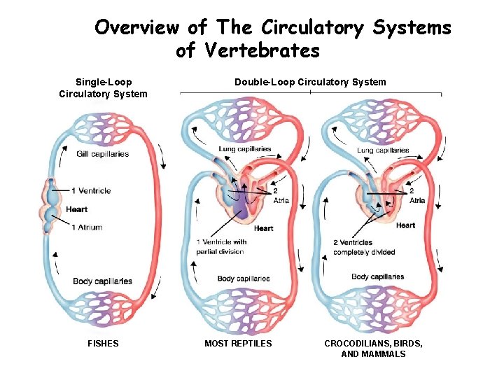 Overview of The Circulatory Systems Section 33 -3 of Vertebrates Single-Loop Circulatory System FISHES