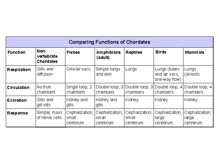 Section 33 -3 Comparing Functions of Chordates Function Nonvertebrate Chordates Fishes Amphibians (adult) Respiration