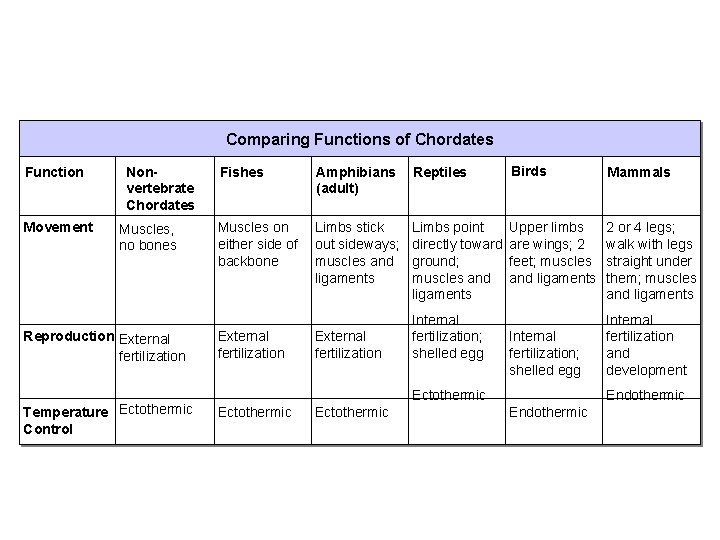 Section 33 -3 Comparing Functions of Chordates Function Movement Nonvertebrate Chordates Muscles, no bones