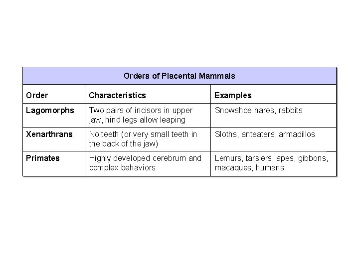 Section 32 -2 Orders of Placental Mammals Order Characteristics Examples Lagomorphs Two pairs of