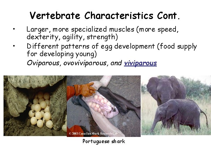 Vertebrate Characteristics Cont. • • Larger, more specialized muscles (more speed, dexterity, agility, strength)