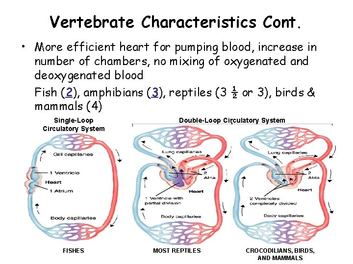 Vertebrate Characteristics Cont. • More efficient heart for pumping blood, increase in number of