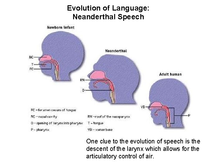 Evolution of Language: Neanderthal Speech One clue to the evolution of speech is the