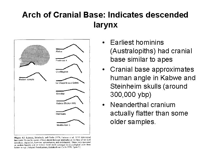 Arch of Cranial Base: Indicates descended larynx • Earliest hominins (Australopiths) had cranial base