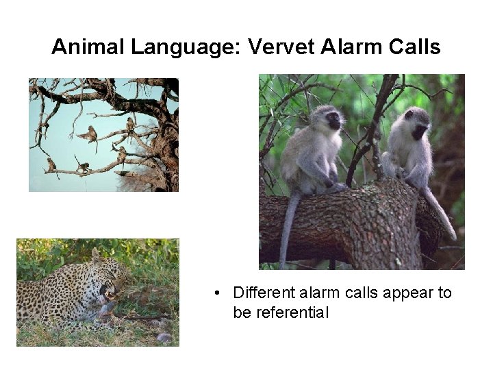 Animal Language: Vervet Alarm Calls • Different alarm calls appear to be referential 