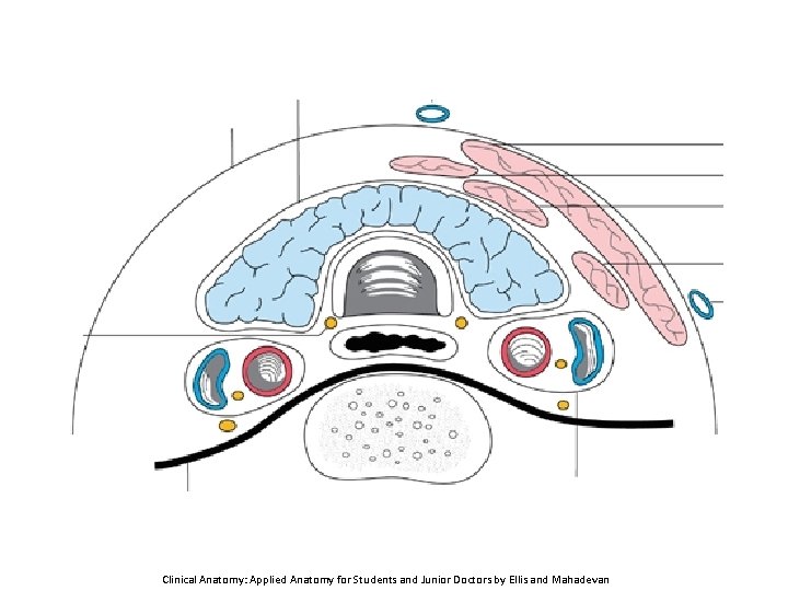 Clinical Anatomy: Applied Anatomy for Students and Junior Doctors by Ellis and Mahadevan 
