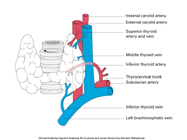 Clinical Anatomy: Applied Anatomy for Students and Junior Doctors by Ellis and Mahadevan 