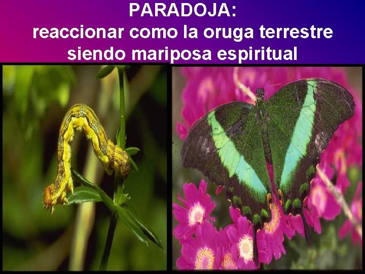 PARADOJA: reaccionar como la oruga terrestre siendo mariposa espiritual 
