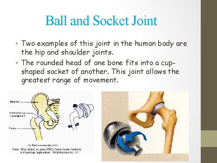Ball and Socket Joint • Two examples of this joint in the human body