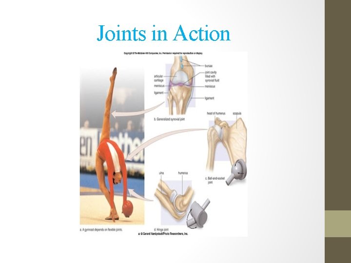 Joints in Action 