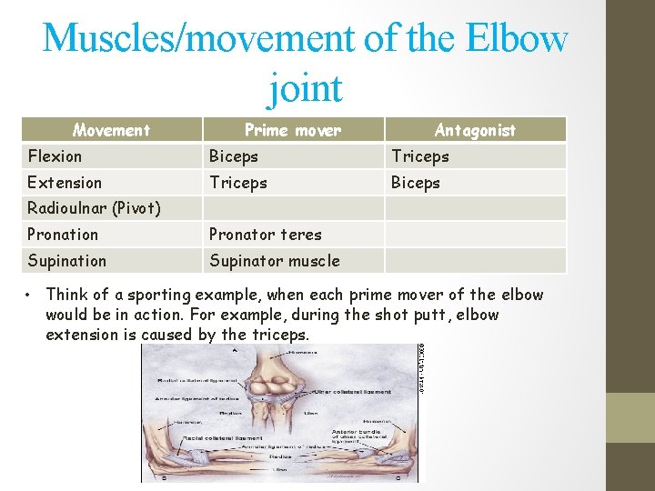 Muscles/movement of the Elbow joint Movement Prime mover Antagonist Flexion Biceps Triceps Extension Triceps