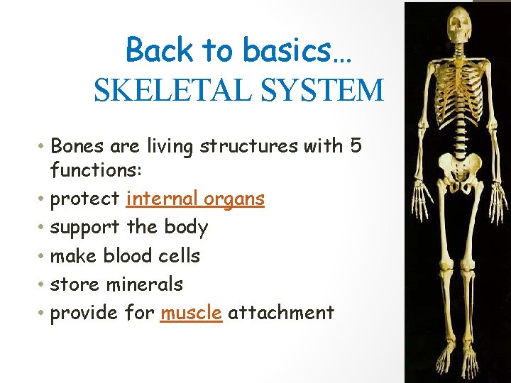 Back to basics… SKELETAL SYSTEM • Bones are living structures with 5 functions: •