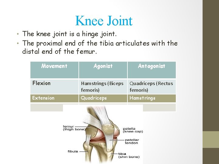 Knee Joint • The knee joint is a hinge joint. • The proximal end