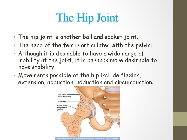 The Hip Joint • The hip joint is another ball and socket joint. •