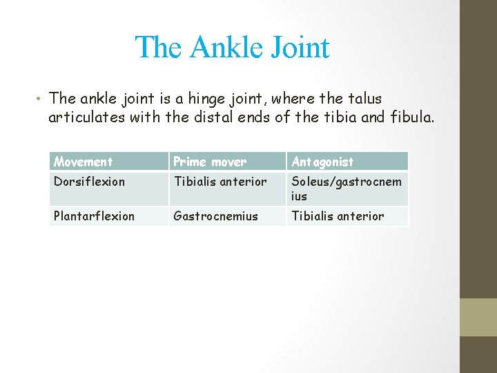 The Ankle Joint • The ankle joint is a hinge joint, where the talus