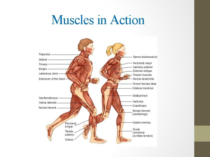 Muscles in Action 