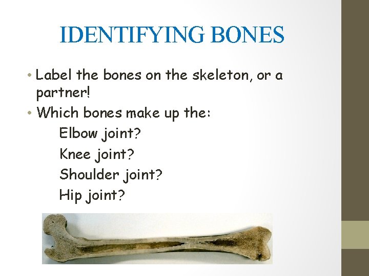 IDENTIFYING BONES • Label the bones on the skeleton, or a partner! • Which