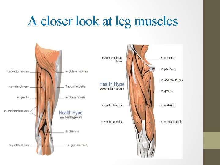 A closer look at leg muscles 