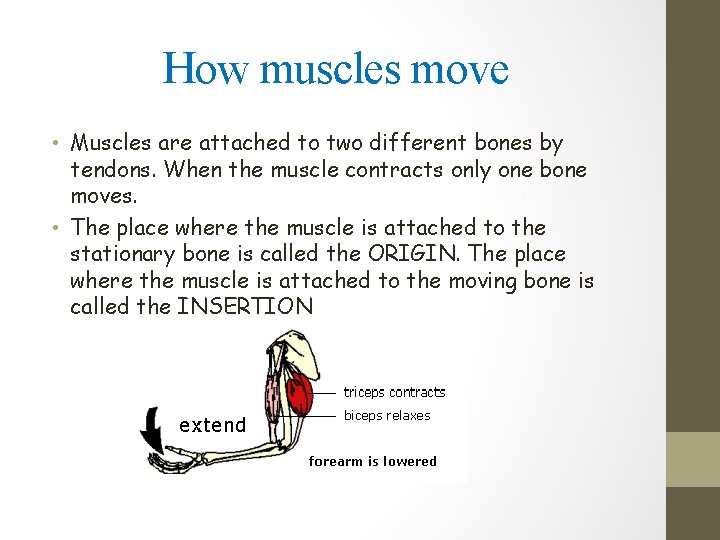 How muscles move • Muscles are attached to two different bones by tendons. When