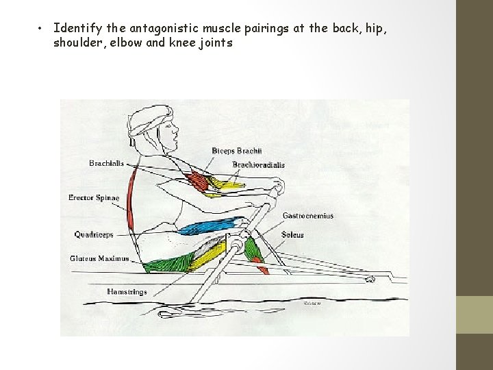  • Identify the antagonistic muscle pairings at the back, hip, shoulder, elbow and