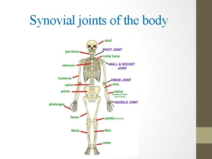 Synovial joints of the body 