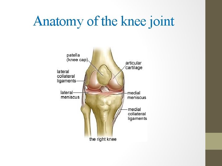 Anatomy of the knee joint 