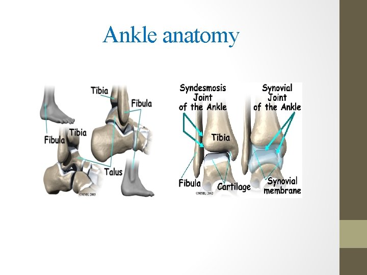 Ankle anatomy 
