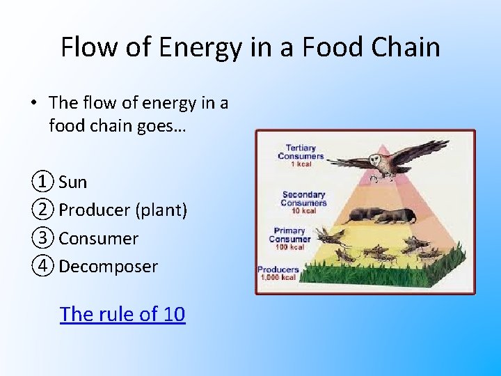 Flow of Energy in a Food Chain • The flow of energy in a