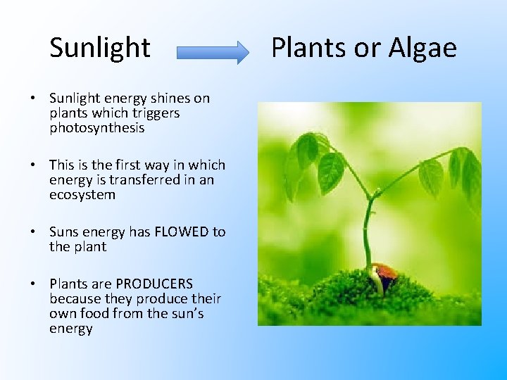 Sunlight • Sunlight energy shines on plants which triggers photosynthesis • This is the