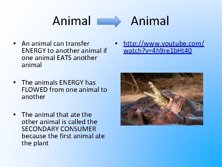 Animal • An animal can transfer ENERGY to another animal if one animal EATS