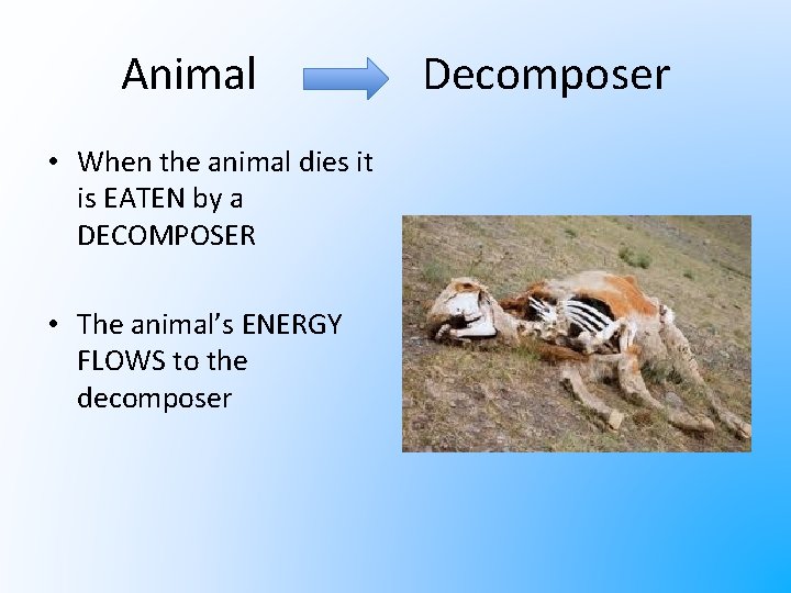 Animal • When the animal dies it is EATEN by a DECOMPOSER • The