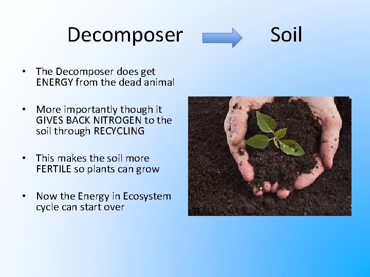 Decomposer • The Decomposer does get ENERGY from the dead animal • More importantly